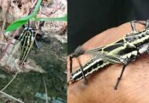 இலங்கையில் வெட்டுக்கிளிகள் குறித்து வெளியிடப்பட்ட முக்கிய அறிவுறுத்தல்