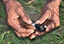 திருகோணமலையில் நெற்கதிர்களை அழிக்கும் புதிய குருவியினம்
