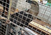 போதை பொருள் கடத்தலில் சுற்றி திரிந்த கழுகை மடக்கி பிடித்த பொலிஸ்