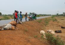 18 மாடுகள் விபத்தில் உயிரிழந்த சம்பவம்