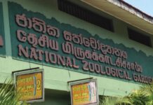 தெஹிவளை மிருகக்காட்சிசாலையில் கொரோனாவினால் சிங்கம் மரணம்